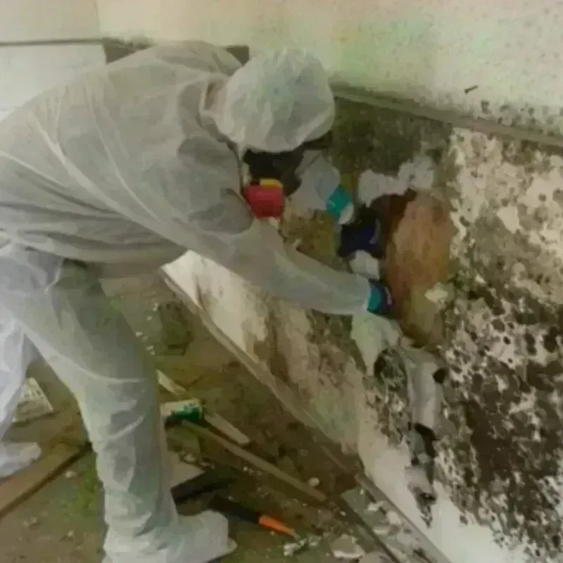 Mold Remediation and Removal in Farr West, UT